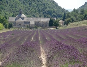 Field, South, Lavender, France, Holiday, rural scene, agriculture thumbnail