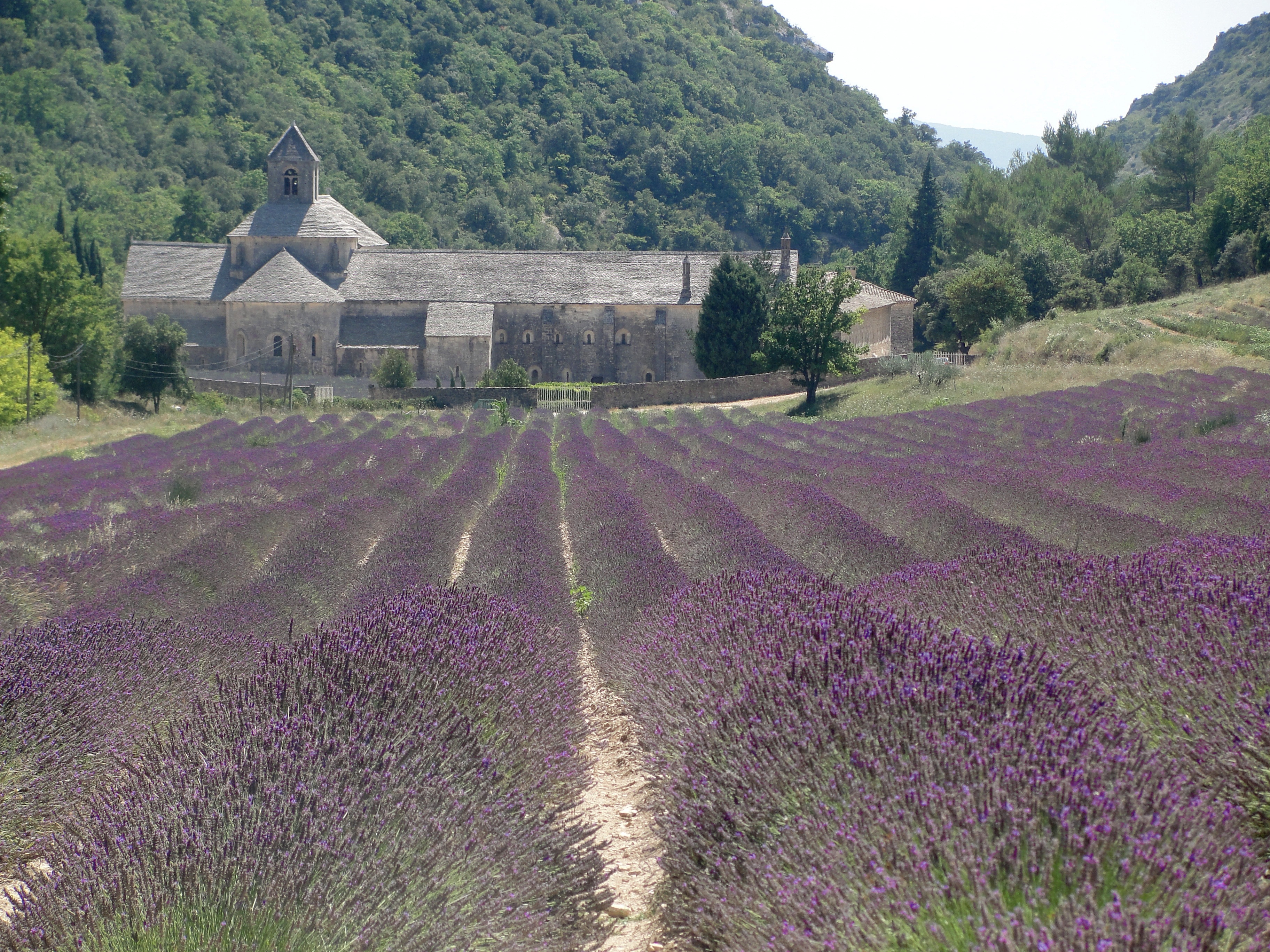 Лавандовые поля во Франции Север