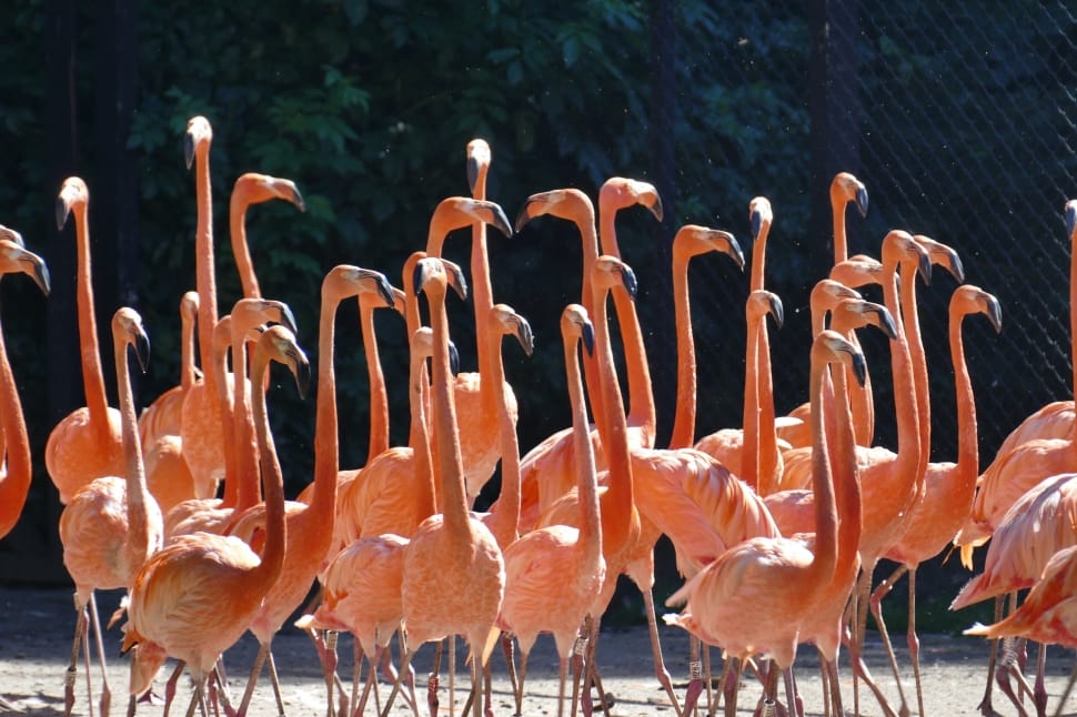 group of pink flamingos preview