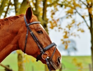 Brown, Animal, Ride, Reiterhof, Horse, horse, domestic animals thumbnail