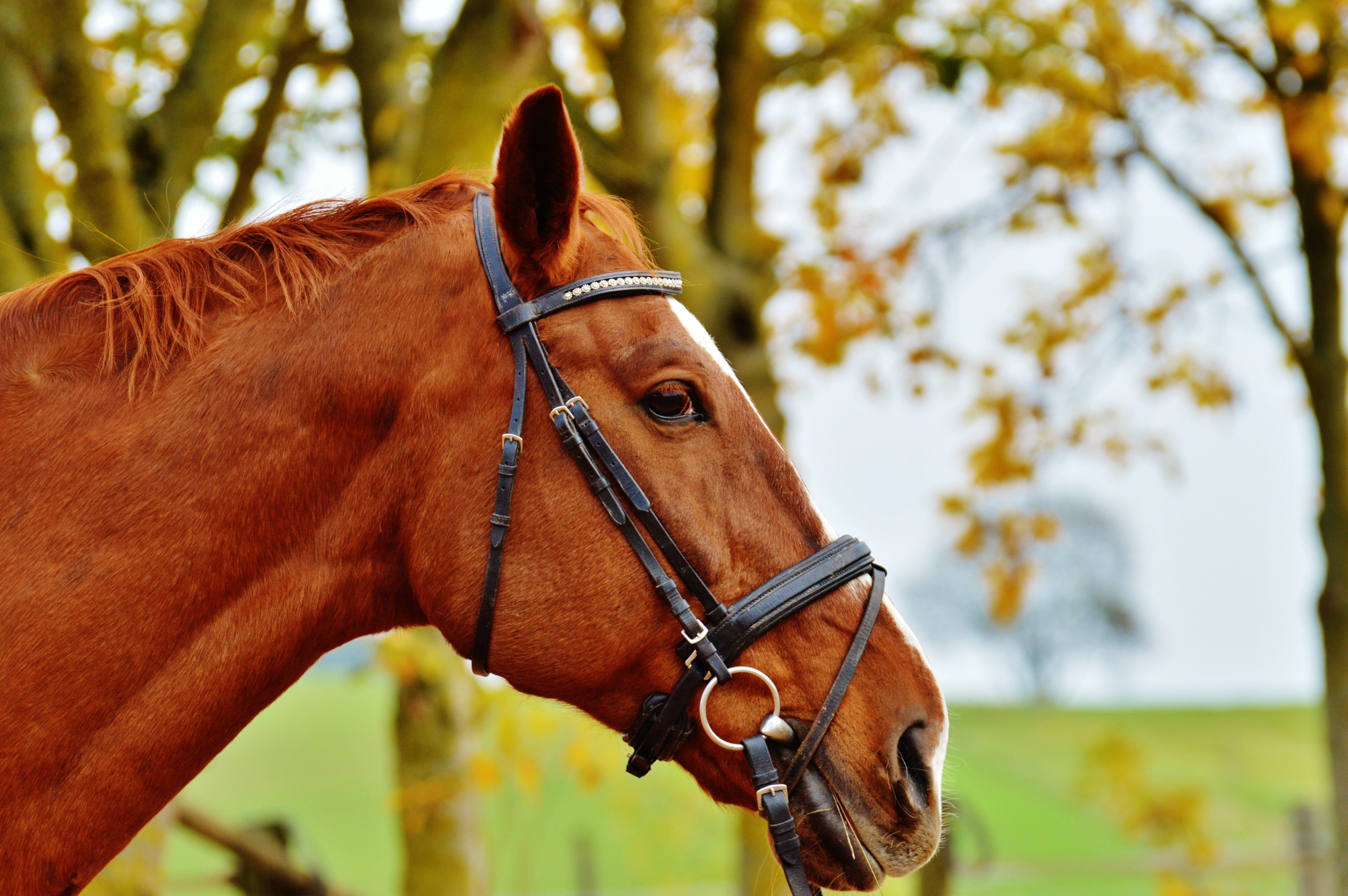Brown, Animal, Ride, Reiterhof, Horse, horse, domestic animals