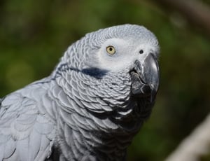 african grey parrot thumbnail