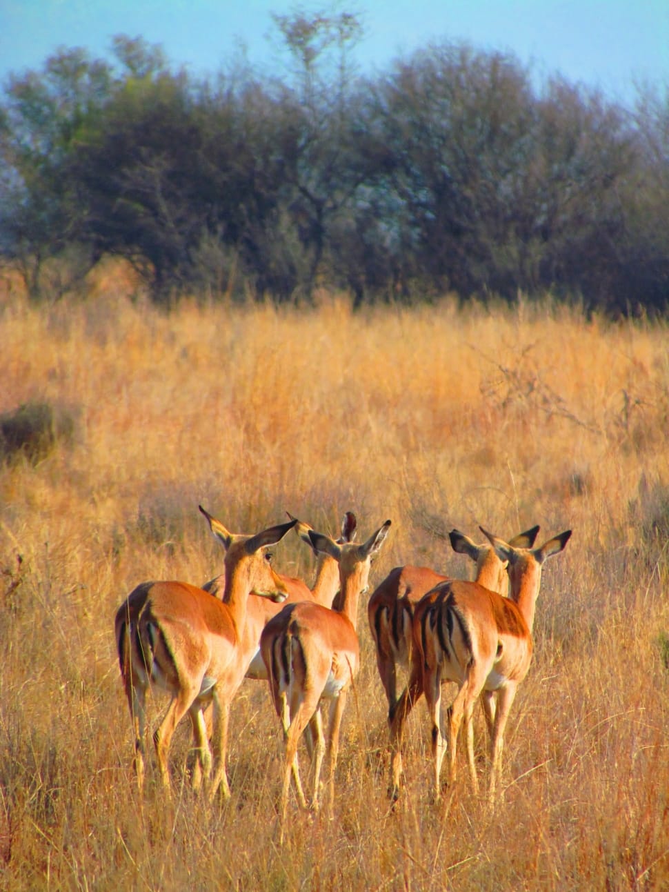 Impala, Africa, Mammal, Walk Away, animal wildlife, animals in the wild preview