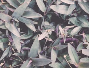 green and purple leaves thumbnail
