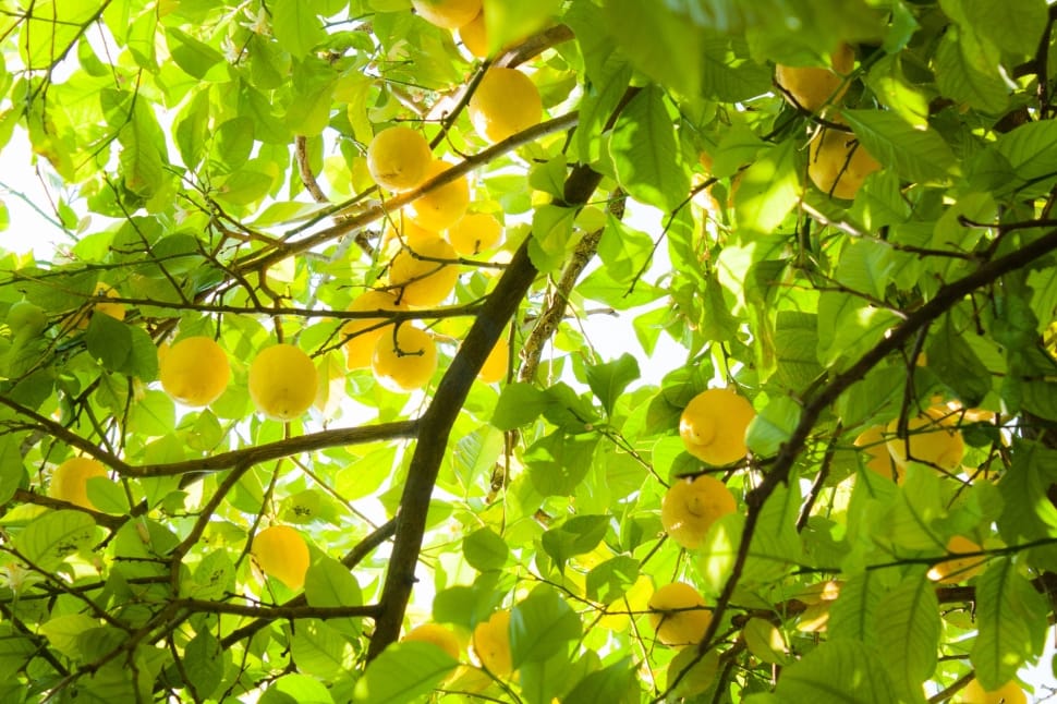 yellow citrus round fruit preview