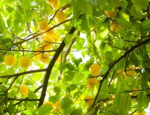 yellow citrus round fruit thumbnail