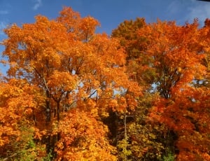 Autumn, Leaves, Colors, Red, Fall, Leaf, autumn, tree thumbnail