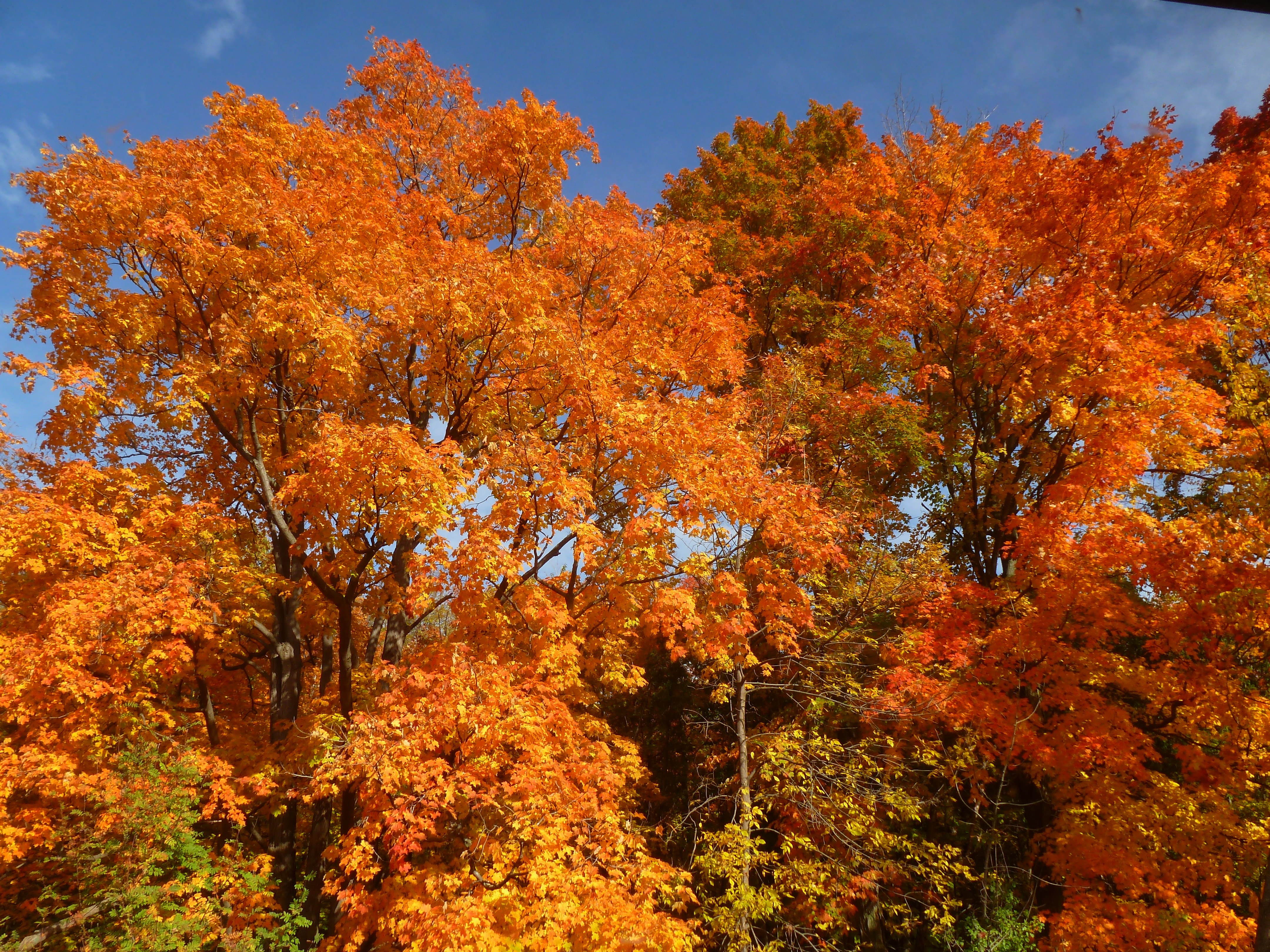 Autumn, Leaves, Colors, Red, Fall, Leaf, autumn, tree