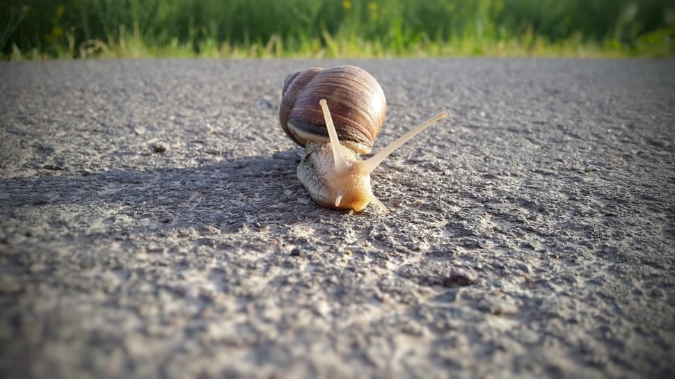 shallow focus photography of brown shelled snail crawling on pavement during daytime preview