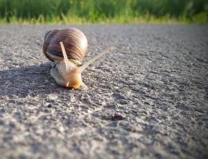 shallow focus photography of brown shelled snail crawling on pavement during daytime thumbnail