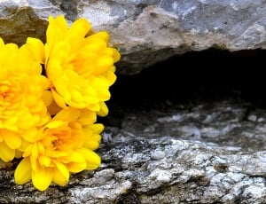 yellow clustered petal flower thumbnail