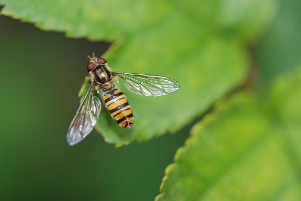 Insect, Animal, Wasp, Nature, Macro, insect, nature preview