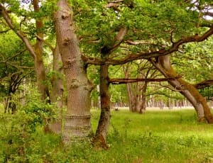photo of a brown tree thumbnail