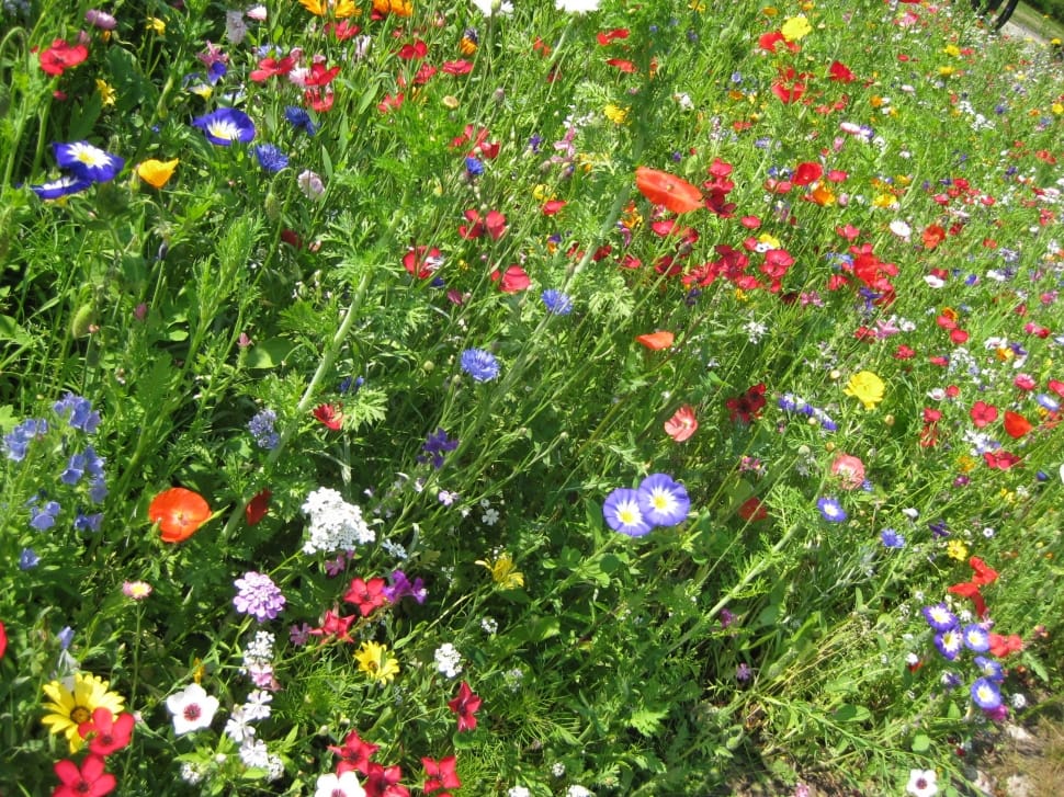 Summer, Flowers, Flower, Garden, Meadow, flower, green color preview