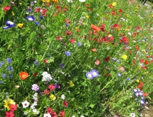 Summer, Flowers, Flower, Garden, Meadow, flower, green color thumbnail