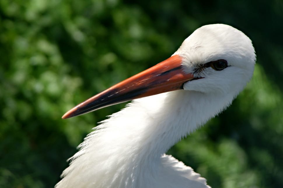 white coated long nose bird preview