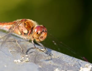 Dragonfly, Insect, Close, Flight Insect, insect, animal themes thumbnail