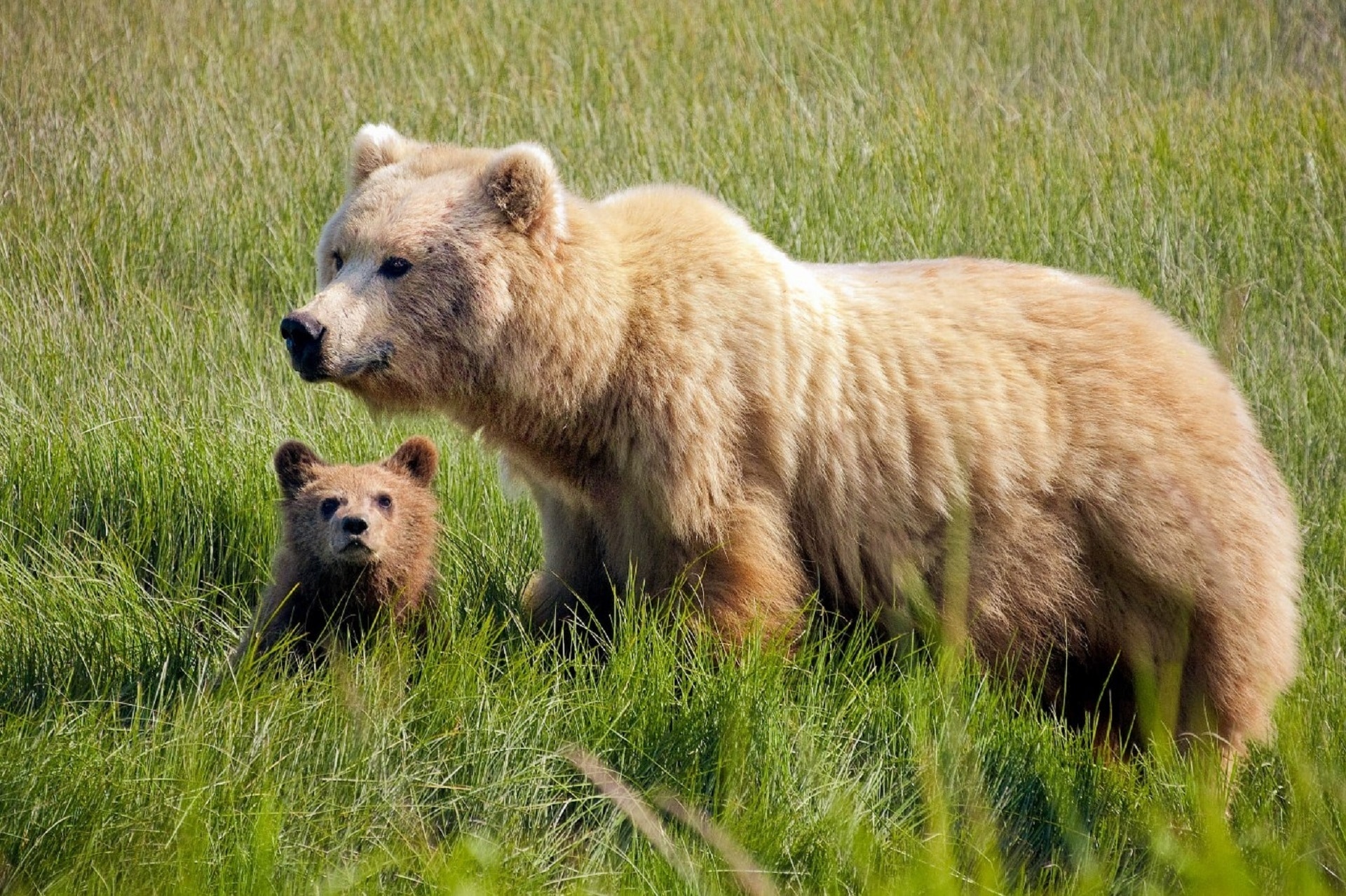 Cub, Female, Brown Bears, Sow, Portrait, grass, animal wildlife