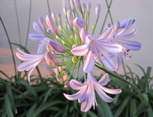 purple lilies thumbnail