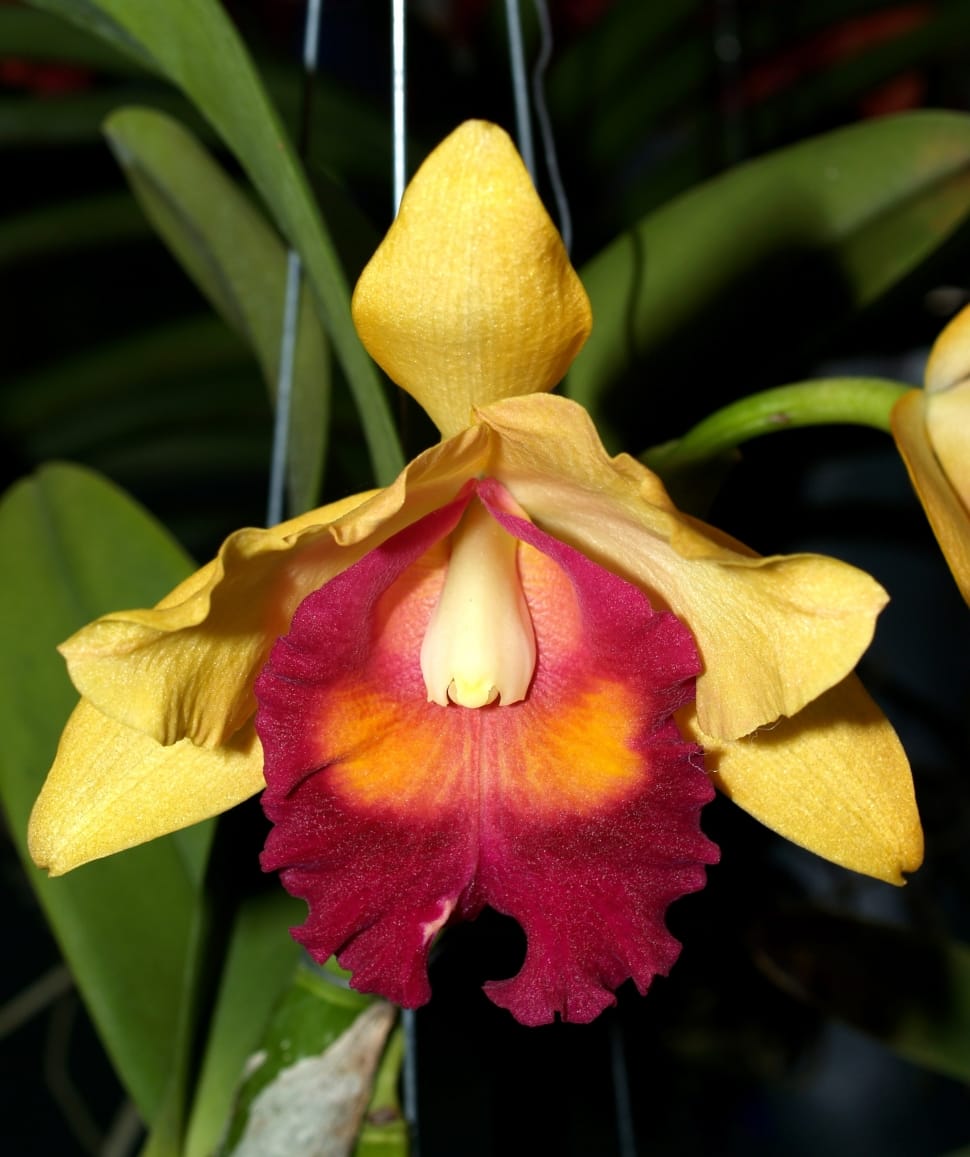yellow and red petal orchid preview