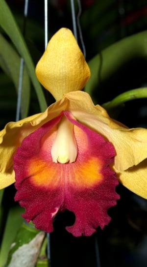 yellow and red petal orchid thumbnail