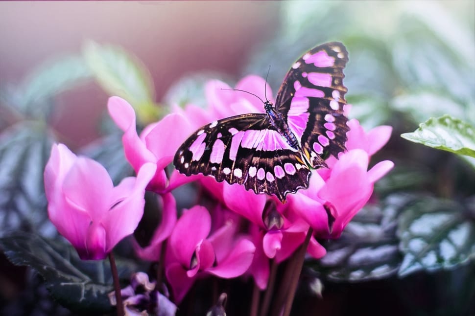 black and pink butterfly preview