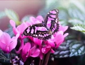 black and pink butterfly thumbnail