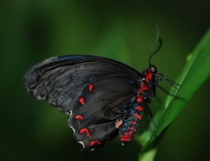 Insect, Butterfly, Wing, Bug, Wildlife, insect, animal wildlife thumbnail