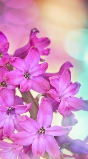 micro shot photography of pink petal flowers thumbnail