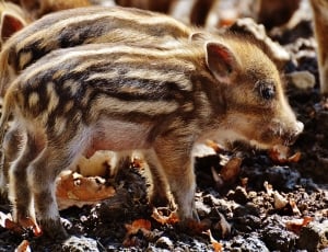 Wildpark Poing, Wild Pigs, Young Animals, one animal, animal wildlife thumbnail