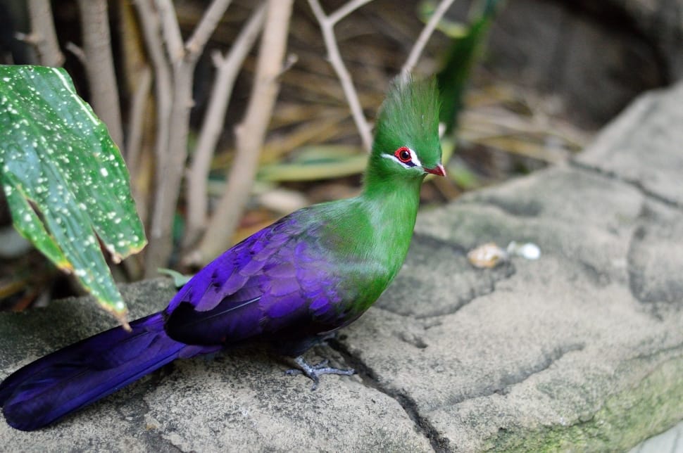 Exotic, Bird, Fly, Green Crested Turaco, one animal, no people preview