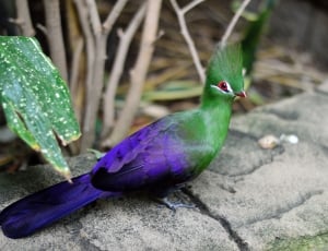Exotic, Bird, Fly, Green Crested Turaco, one animal, no people thumbnail