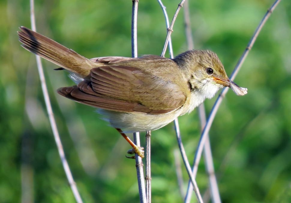 Bird, Marsh, Marsh Warbler, Warbler, one animal, bird preview