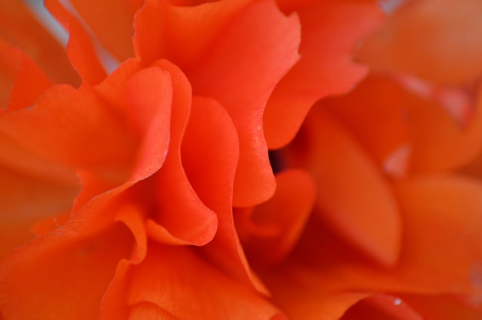 Nature, Orange, Petals, Flower, orange color, underwater preview