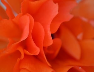Nature, Orange, Petals, Flower, orange color, underwater thumbnail