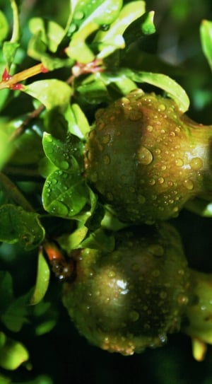 green fruits image thumbnail