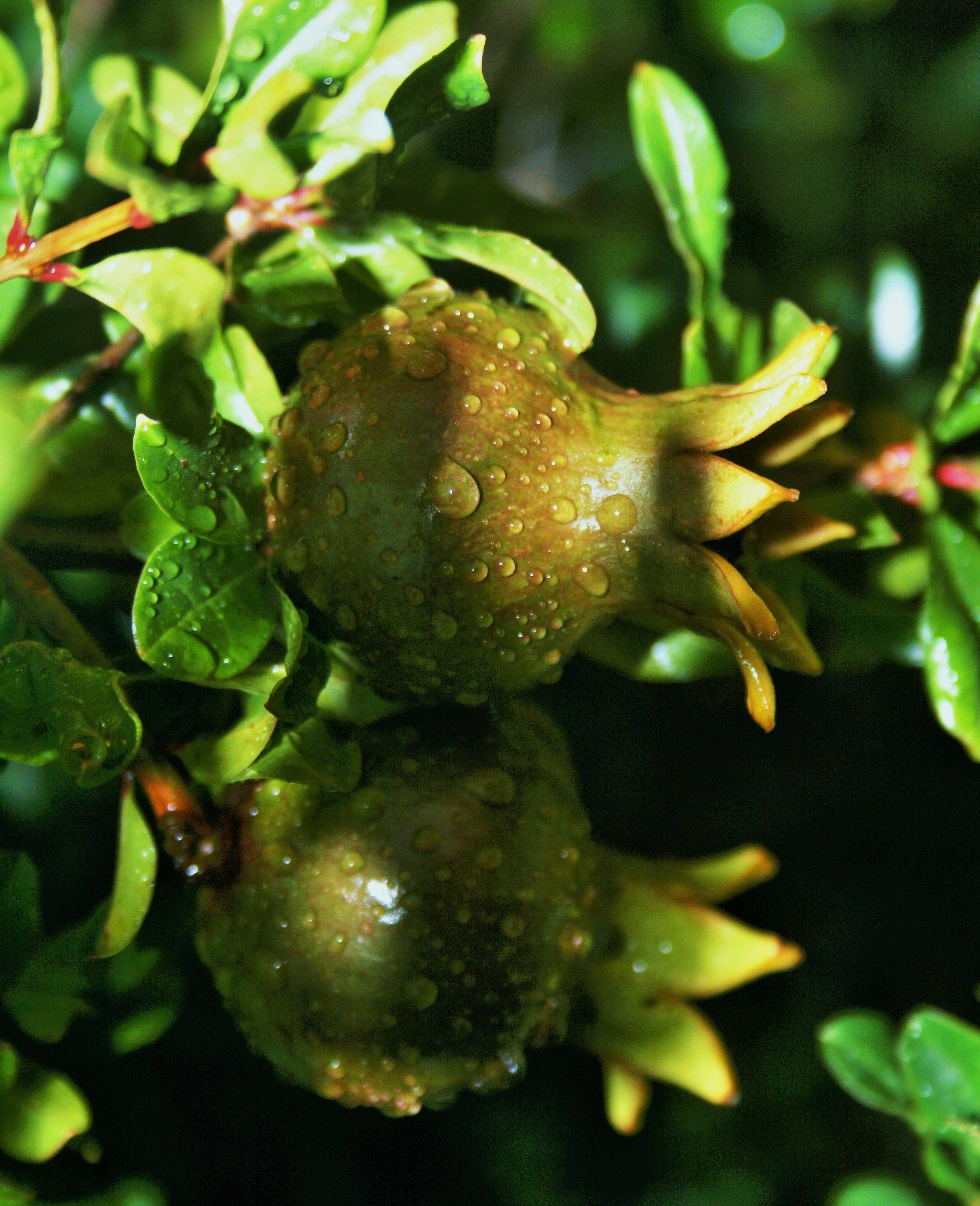green fruits image