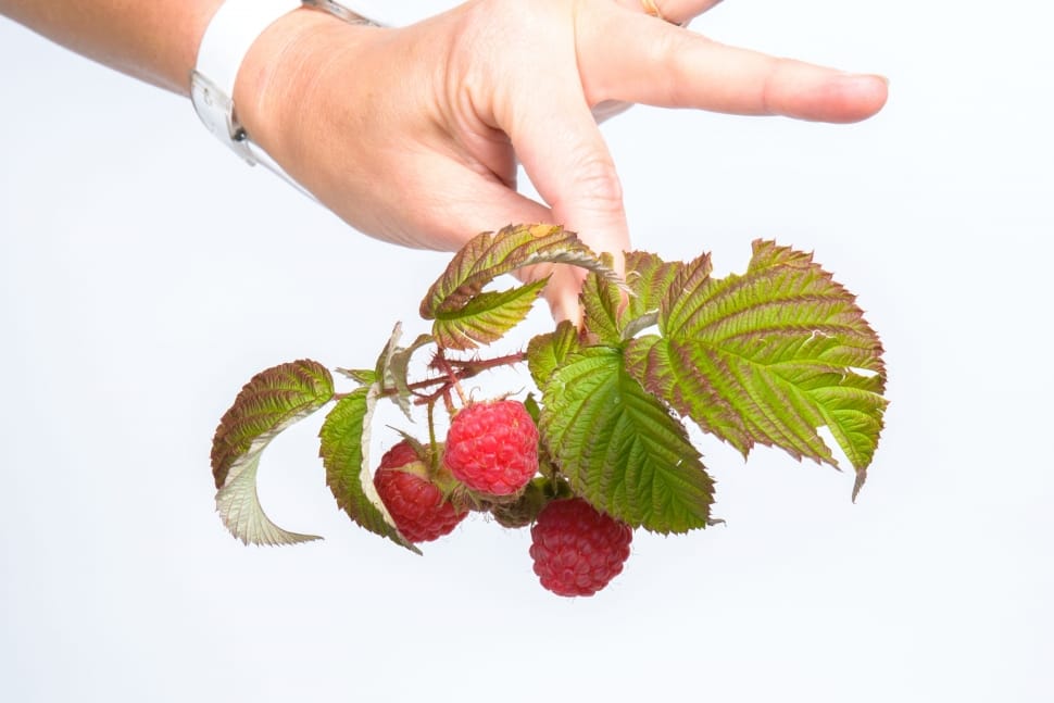 raspberry fruits preview