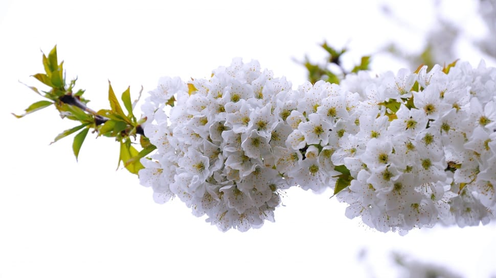 white cluster flower preview