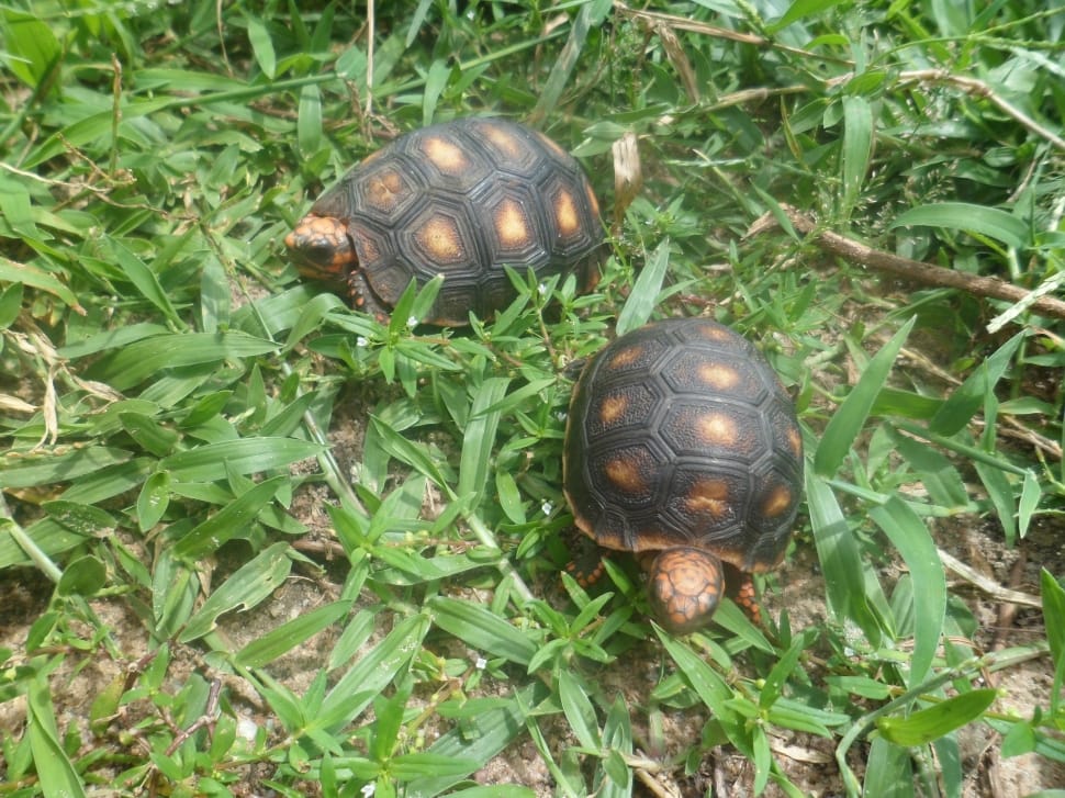 2 brown and black  tortoise preview