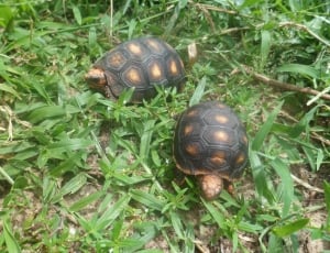 2 brown and black  tortoise thumbnail