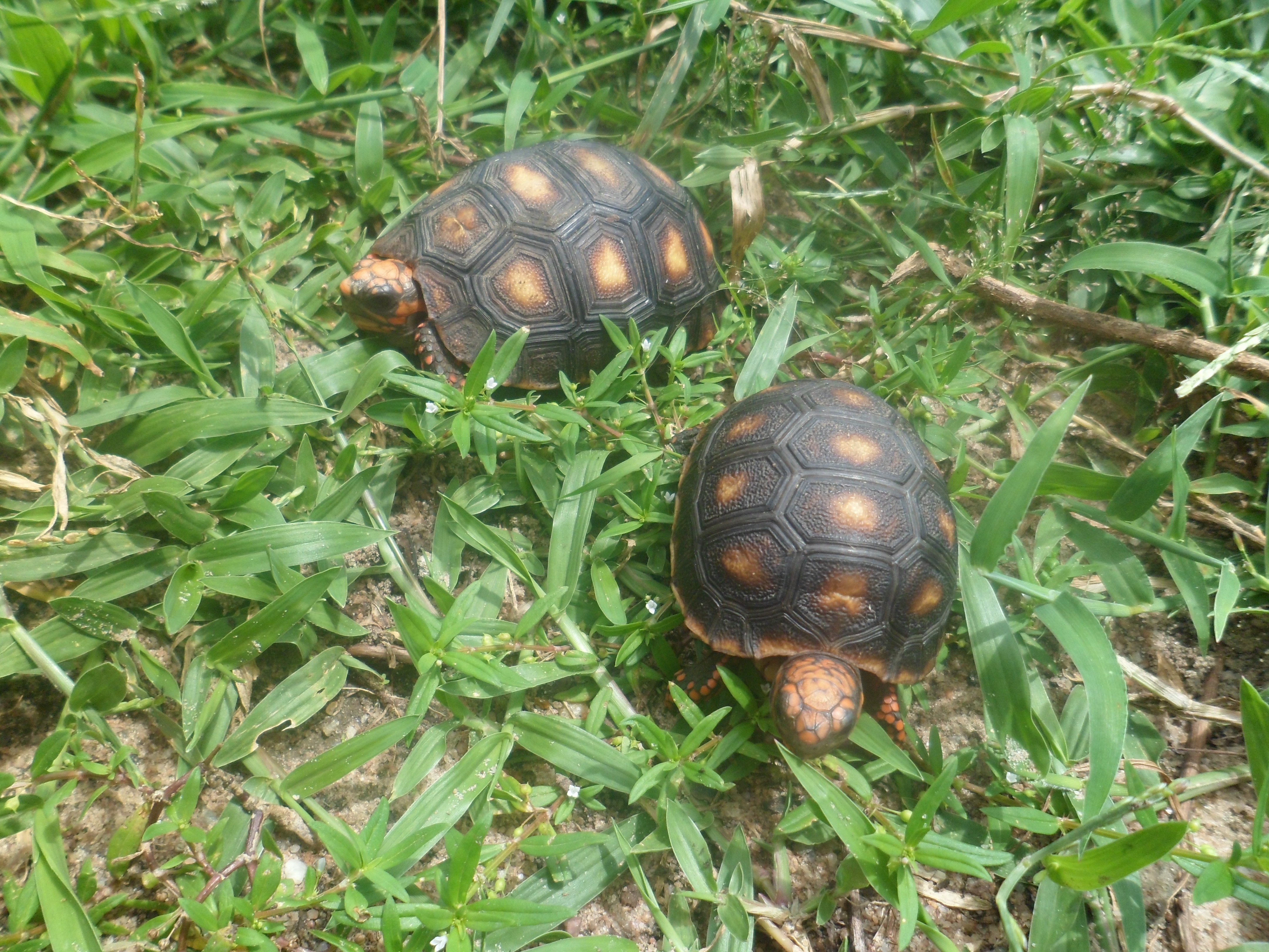 2 brown and black  tortoise