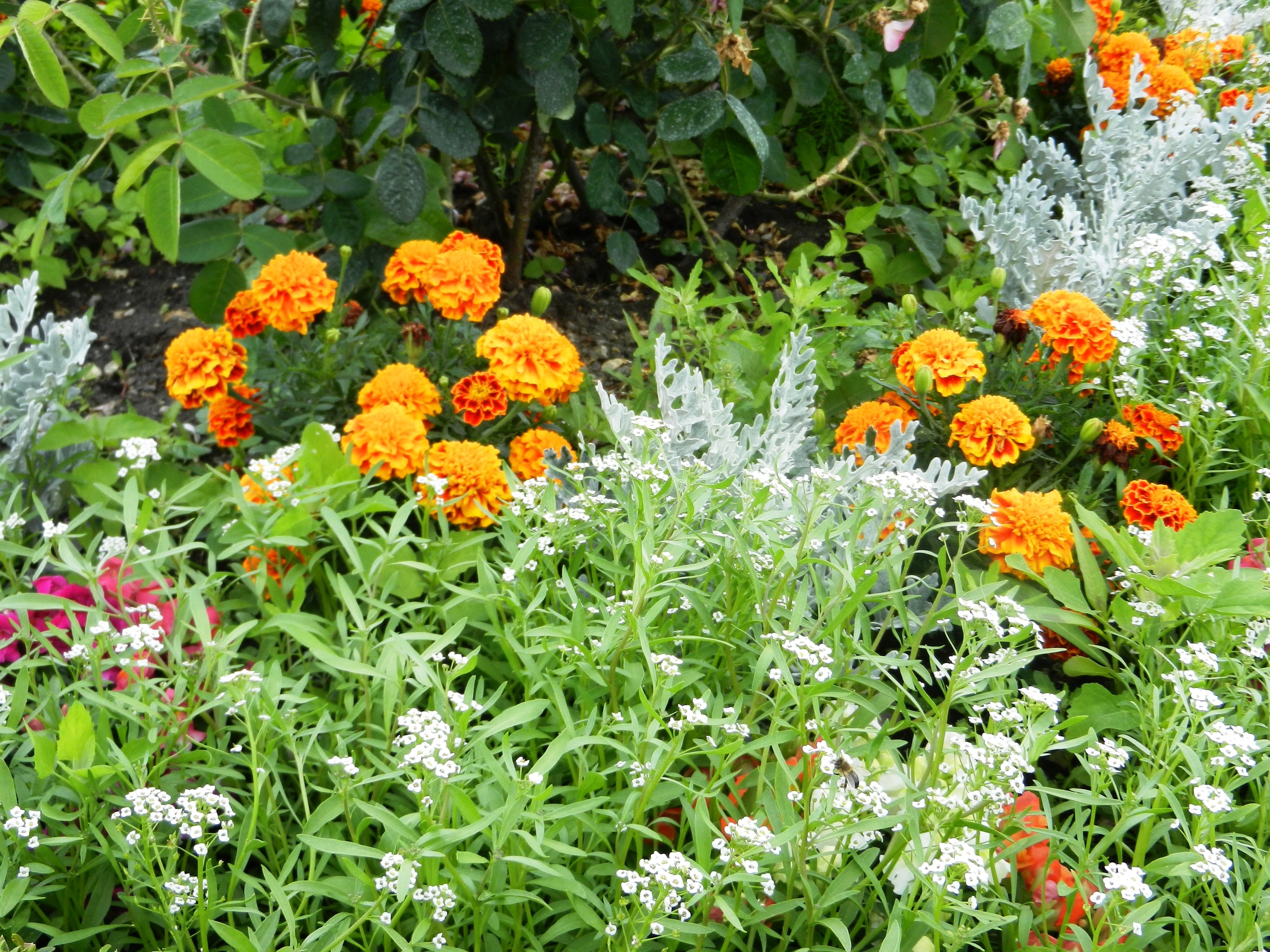 orange petaled flowers