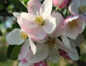 selective focus photography of white and pink flowers thumbnail
