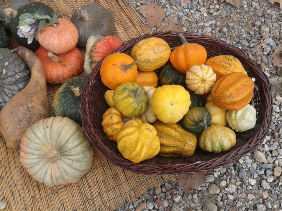 varieties of pumpkins preview