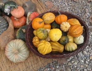varieties of pumpkins thumbnail