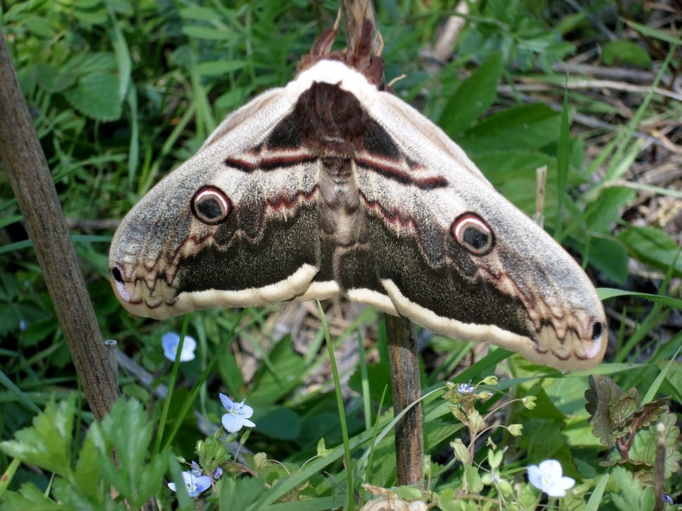 view of brown and gray Moth preview