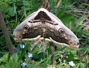 view of brown and gray Moth thumbnail