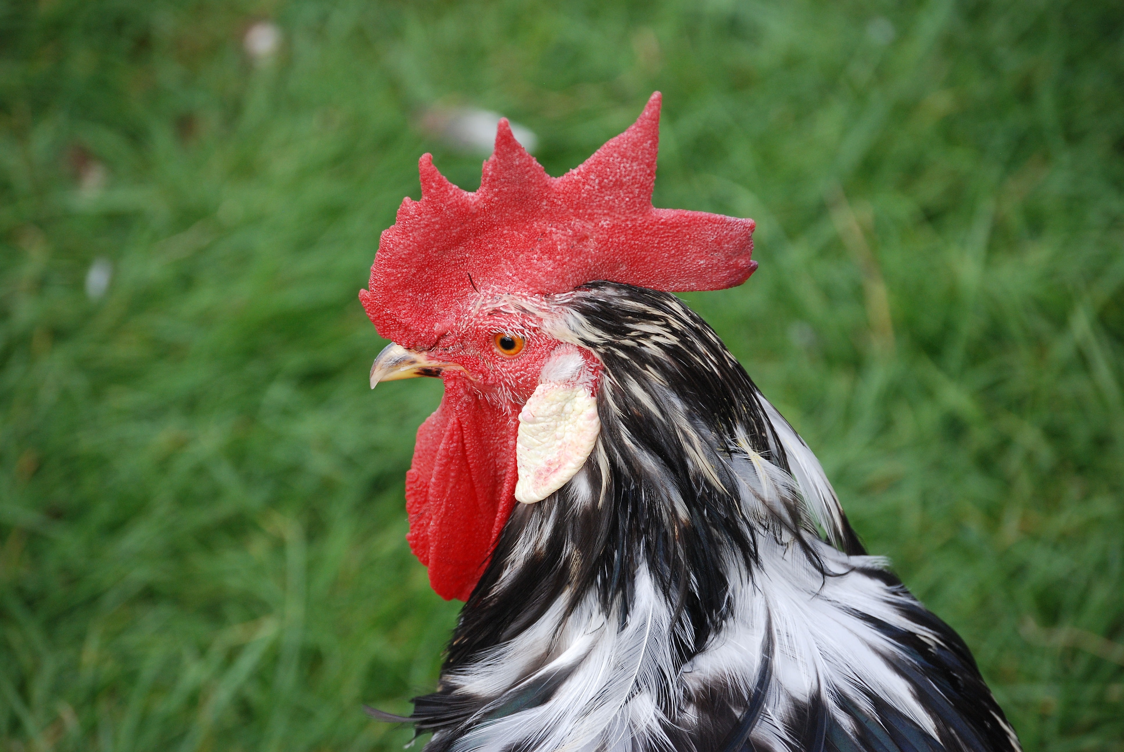Chicken, Poultry, Cockerel, Rooster, chicken - bird, rooster