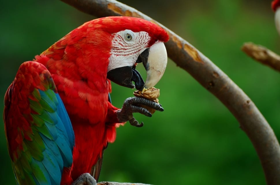 red blue and green parrot preview